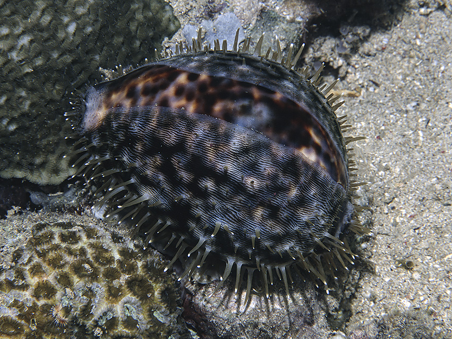 Cypraea tigris